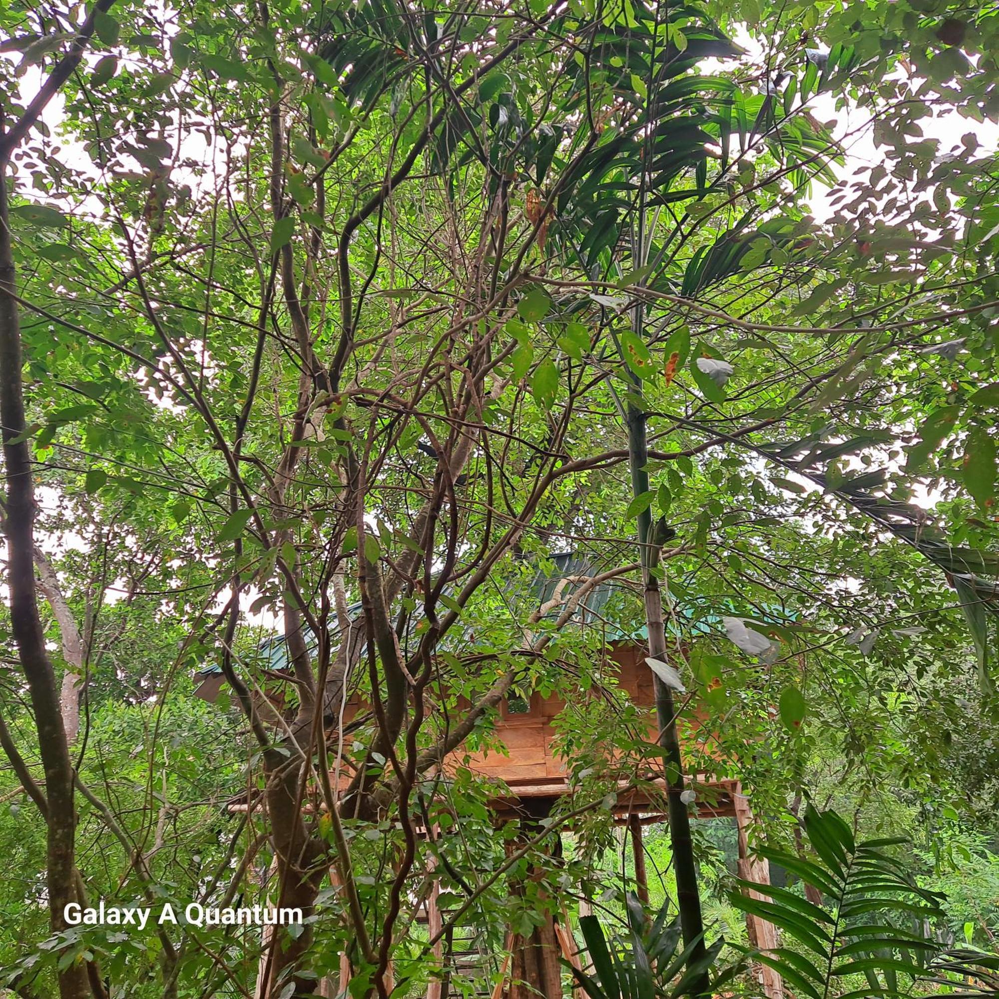 Green Leaf Tree House Dambulla Exterior foto